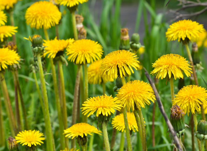Can I Eat Dandelions? Other Edible Weeds