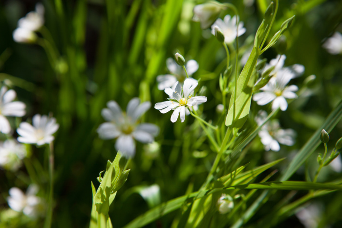 Can I Eat Dandelions? Other Edible Weeds Chickweeds