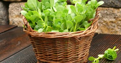 Can I Eat Purslane? Edible Weeds