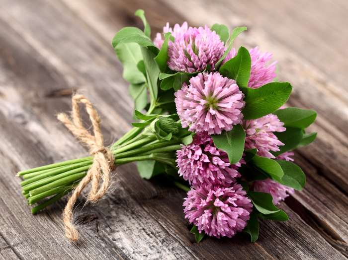 Can I Eat Purslane? Edible Weeds