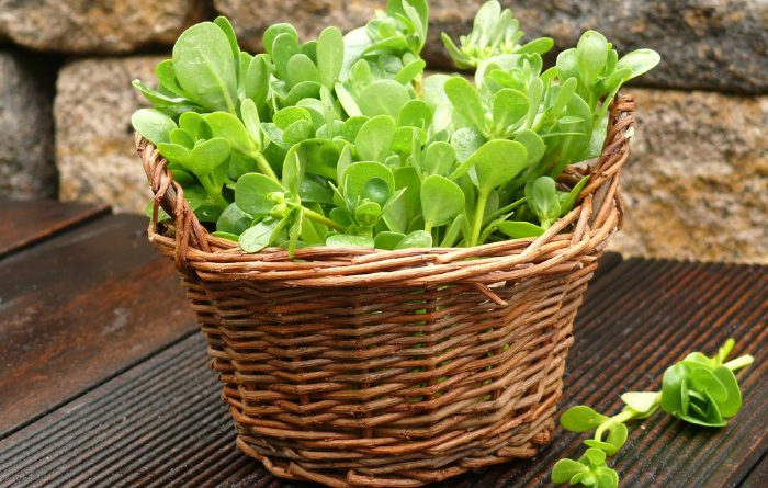 Can I Eat Purslane? Edible Weeds