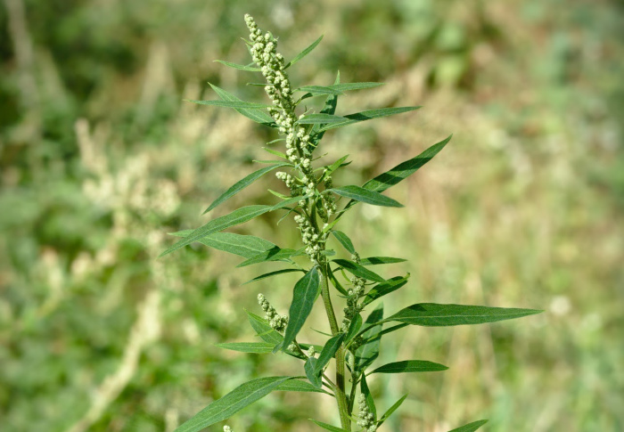 Edible Weeds