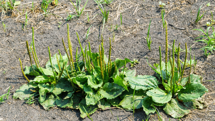 Plantain Edible Weeds