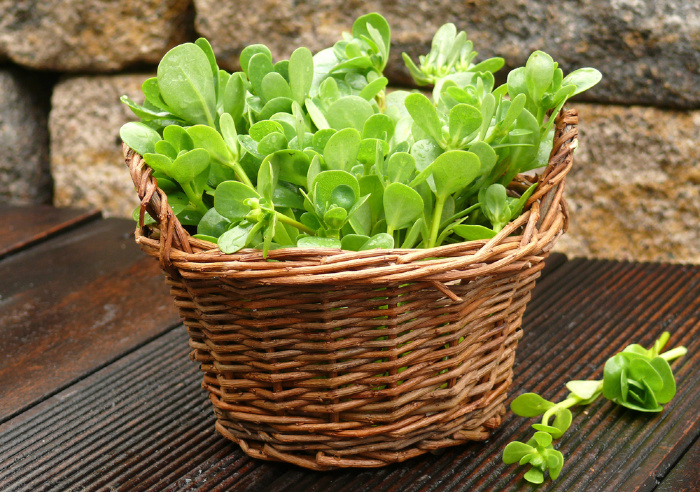 Can I Eat Purslane? Edible Weeds