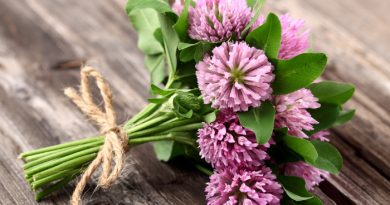Can I Eat Red Clover? Edible Weeds