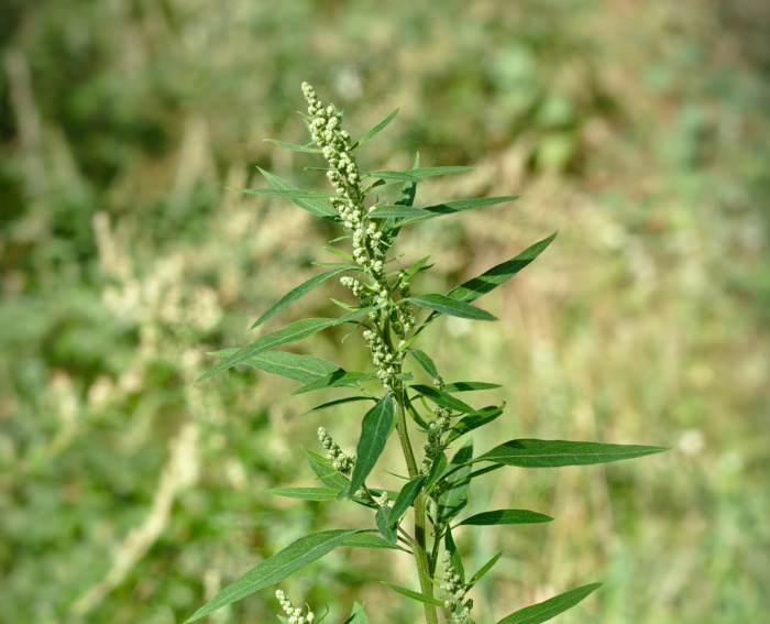 Can I Eat Red Clover? Edible Weeds