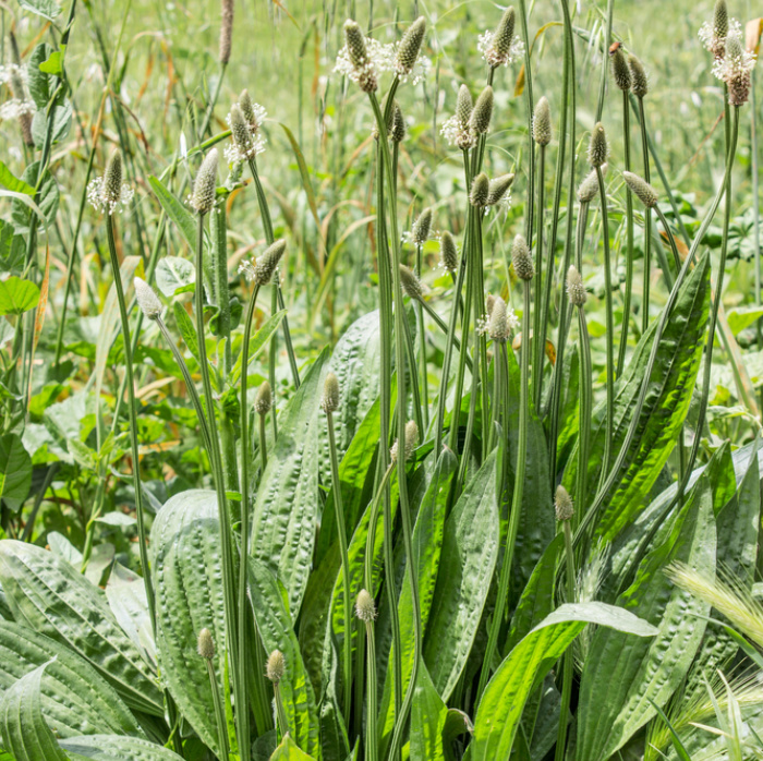 Plantains Edible Weed