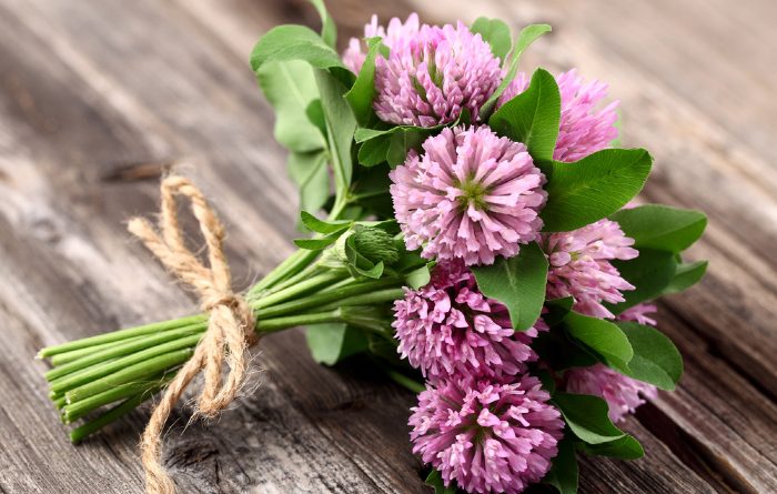 Can I Eat Red Clover? Edible Weeds