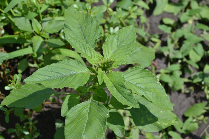 Amaranth Edible Weeds