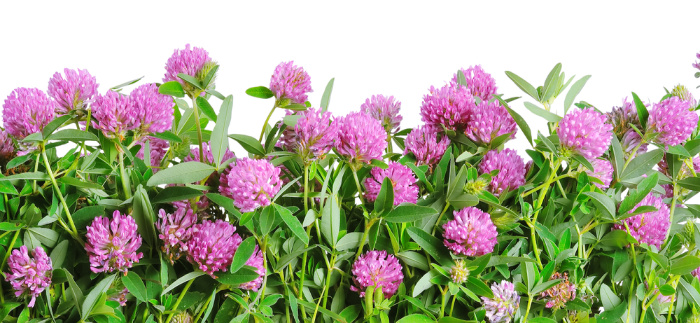 Red Clover Edible Weeds
