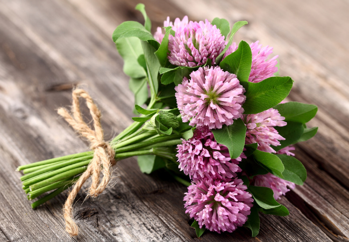 Can I Eat Red Clover? Edible Weeds