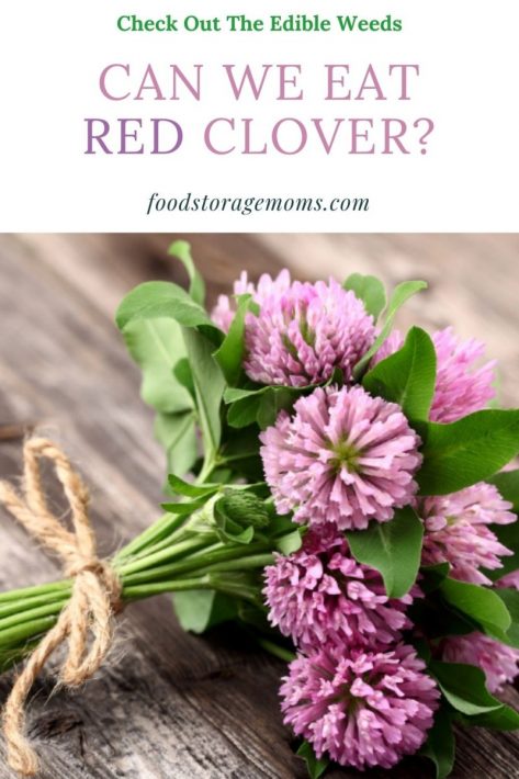 Can I Eat Red Clover 