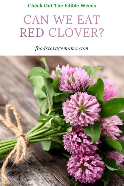 Can I Eat Red Clover
