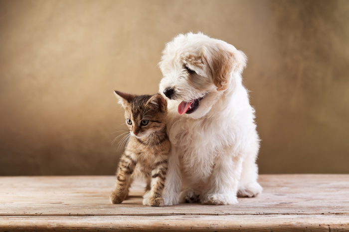 First Aid Kit Ideas For Your Pets