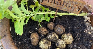 Fresh Potatoes