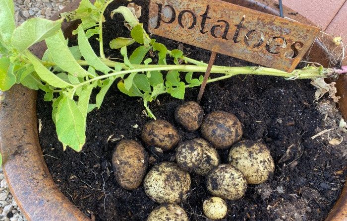 Fresh Potatoes