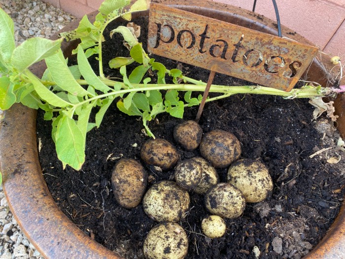 Potatoes: How To Store After Harvesting