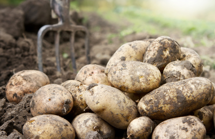 Potatoes: How To Store After Harvesting