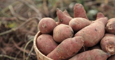 Sweet Potatoes: Everything You Need to Know