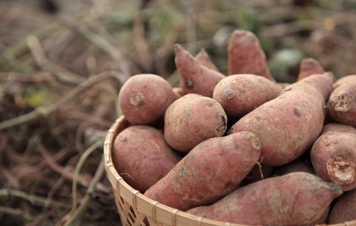 Sweet Potatoes: Everything You Need to Know