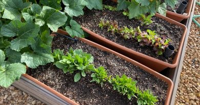 What To Plant In June