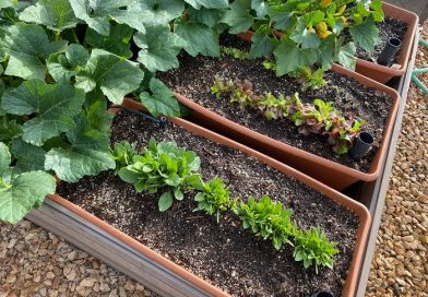 What To Plant In June