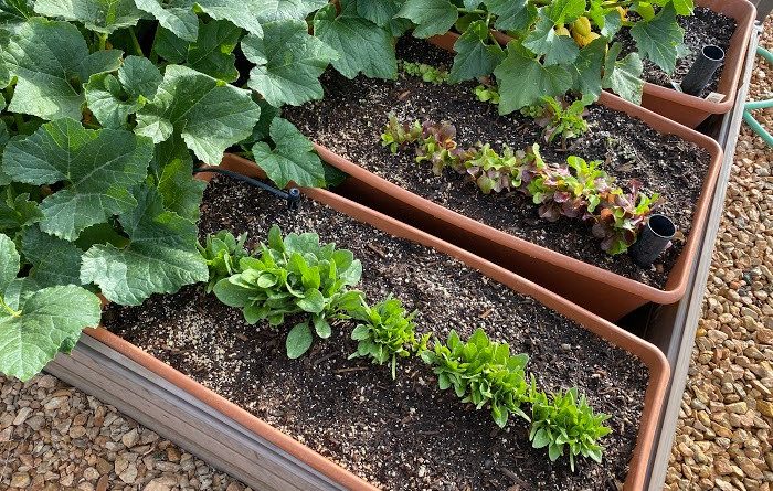 What To Plant In June