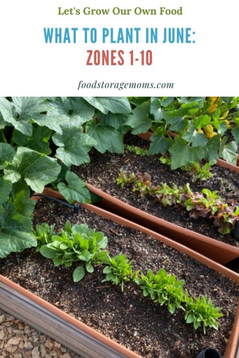 What To Plant In June-Zones 1-10