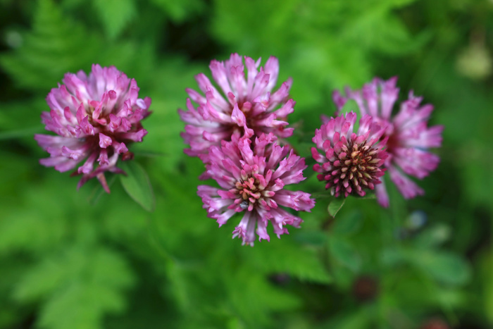 Red Clover in the field