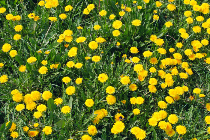 Dandelions in the field