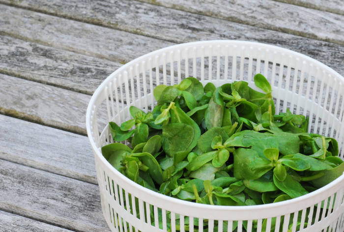 Purslane being rinsed