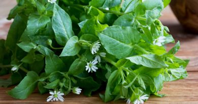 Fresh Chickweed