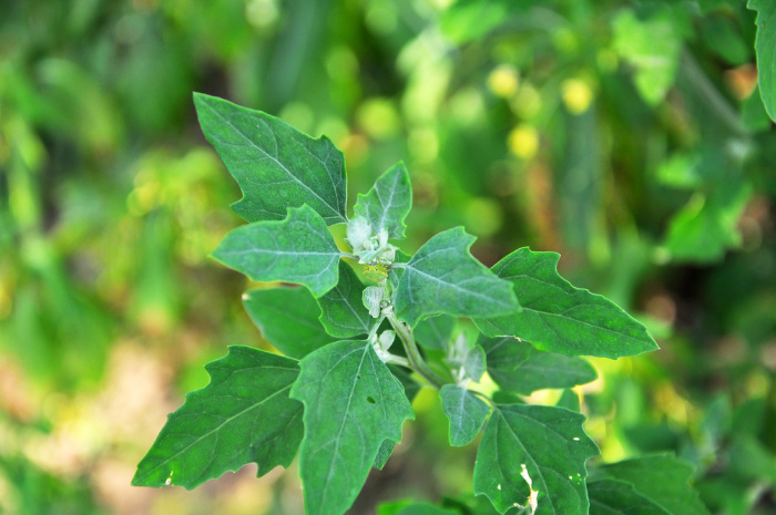 Lambs Quarters Chenopodium album