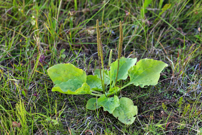 Plantain Plantago Major