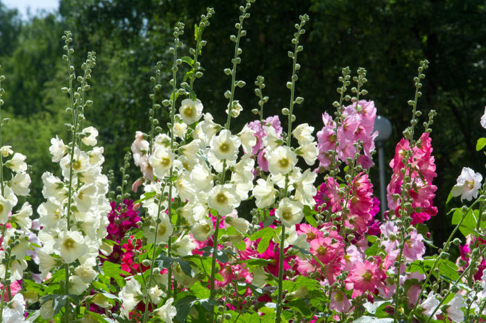 Mallow Flowers