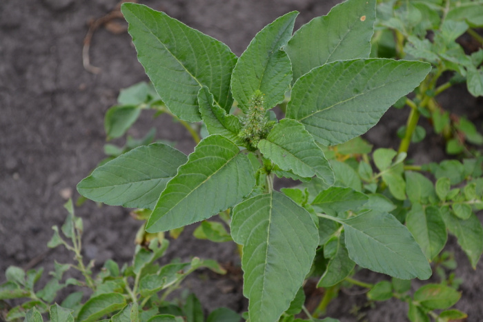 Amaranth Weeds