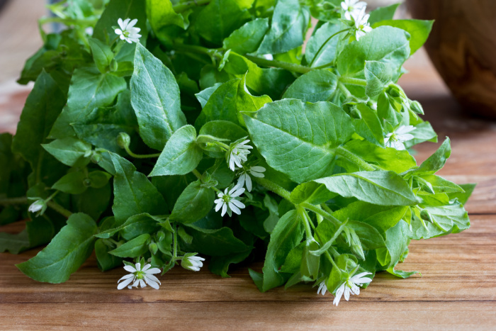 Can I Eat Chickweed: Edible Weeds