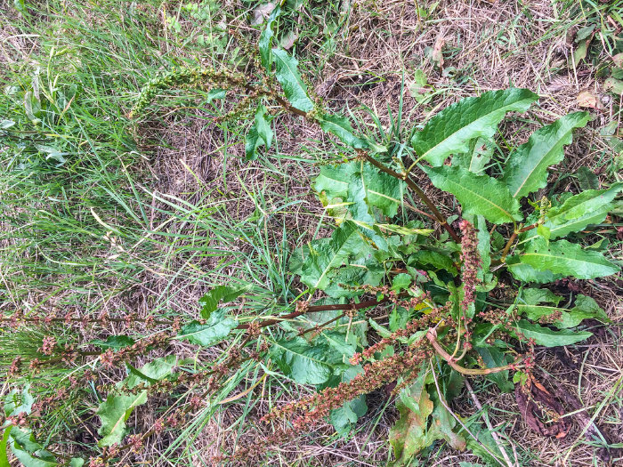 Curly Dock Weeds