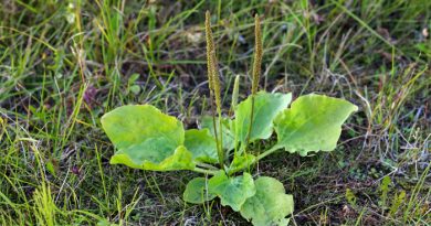Can I Eat Plantain? Edible Weeds
