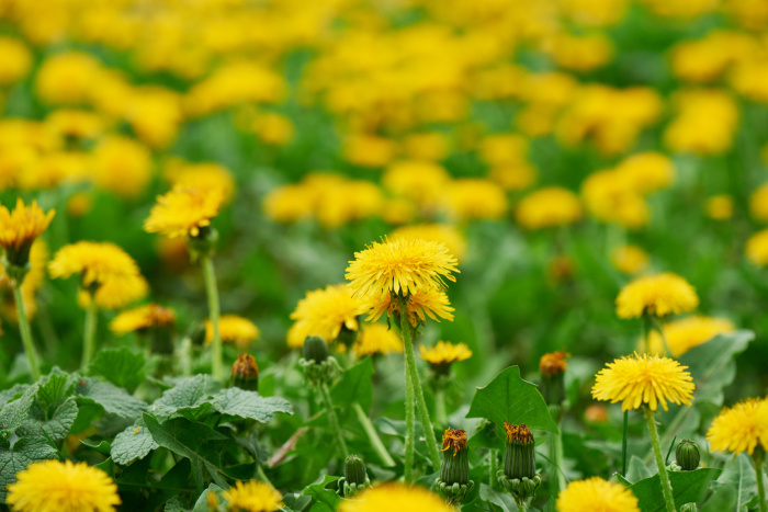 Dandelions