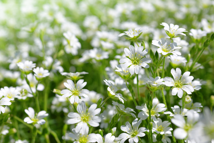 Chickweeds