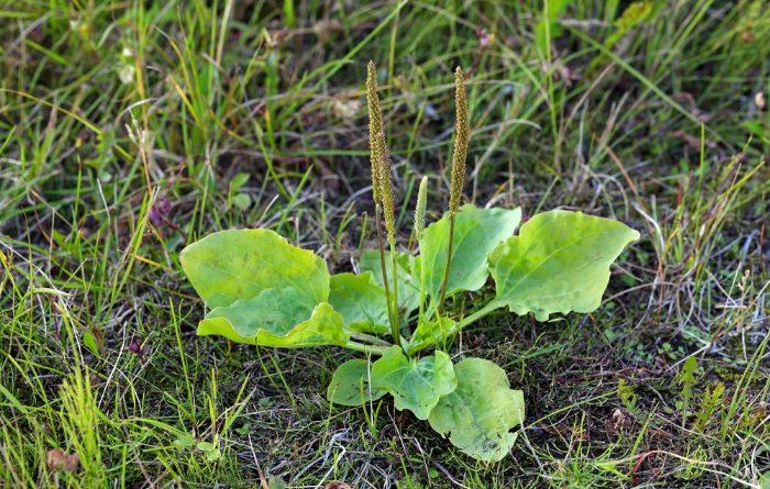 Can I Eat Plantain? Edible Weeds