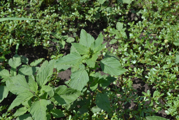 Amaranth Weeds