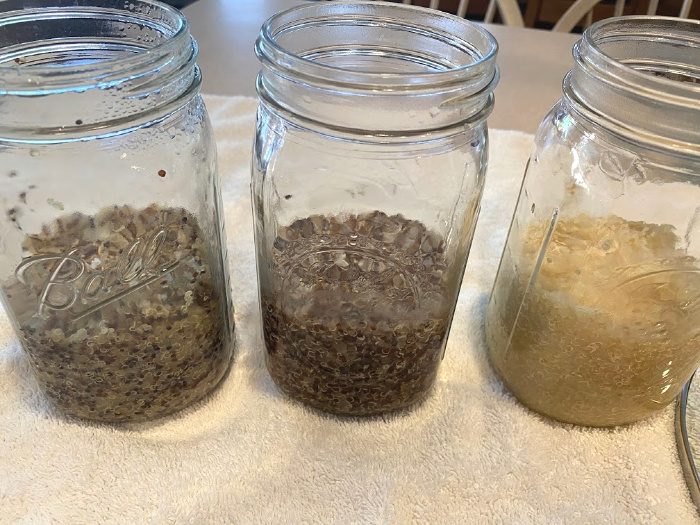 Cooked Quinoa in Jars