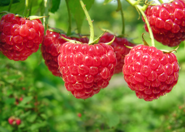 Raspberry Bushes