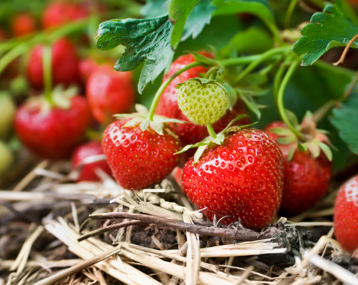 Strawberries growing on the vine