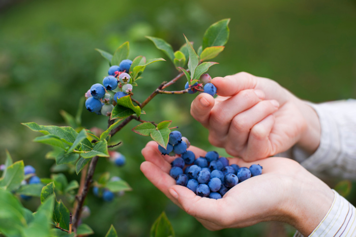 Blueberries: Everything You Need to Know