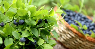 Blueberries: Everything You Need to Know