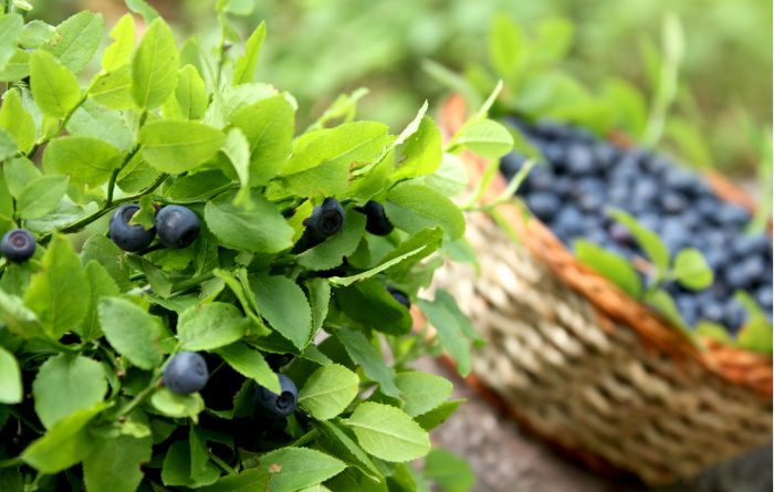 Blueberries: Everything You Need to Know