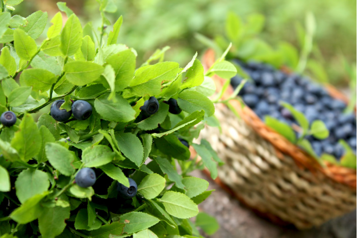 Blueberries: Everything You Need to Know